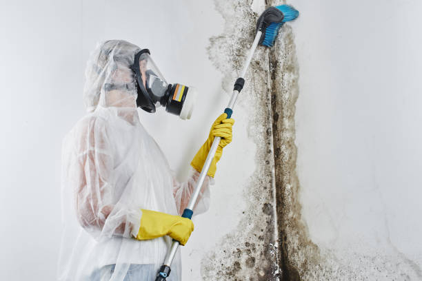 Best DIY Mold Remediation Support Services in Baker City, OR