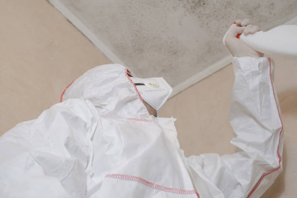 Best White Mold Remediation in Baker City, OR