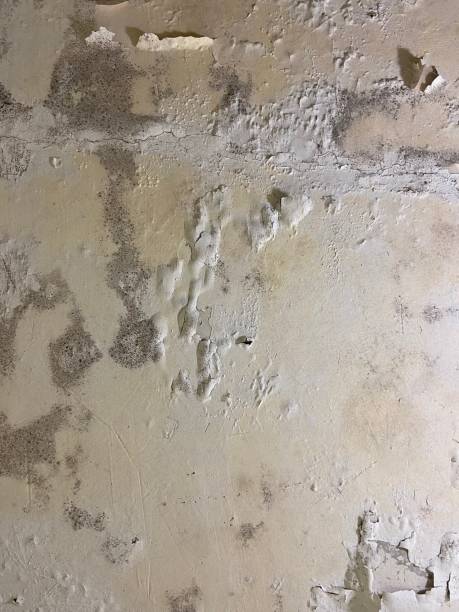 Best Preventive Mold Services in Baker City, OR