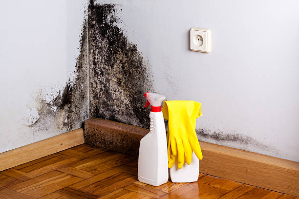 Best HVAC Mold Remediation in Baker City, OR
