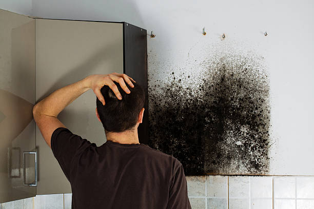 Best Residential Mold Remediation in Baker City, OR