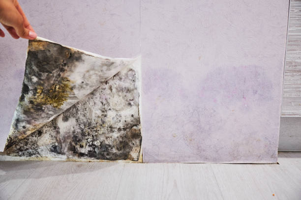 Best Basement Mold Remediation in Baker City, OR